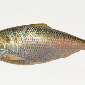 Bhetki (ইলিশ)