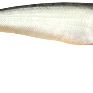 Pabda(পাবদা )