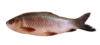 Rui (রুই)